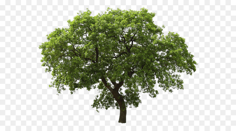 Tree Oak - Tree Png Image png download - 1100*823 - Free Transparent Tree png Download.