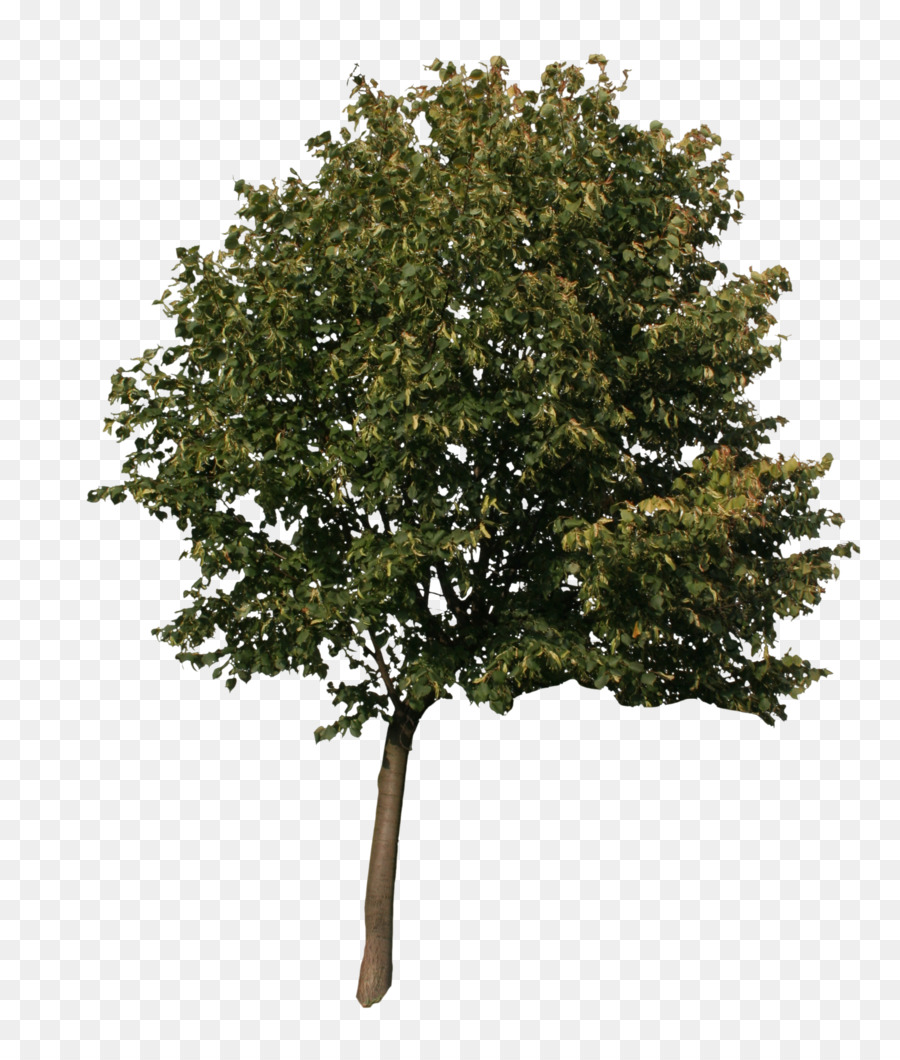 American sycamore Quercus acutissima English oak Tree 3D computer graphics - oak png download - 2304*2671 - Free Transparent American Sycamore png Download.