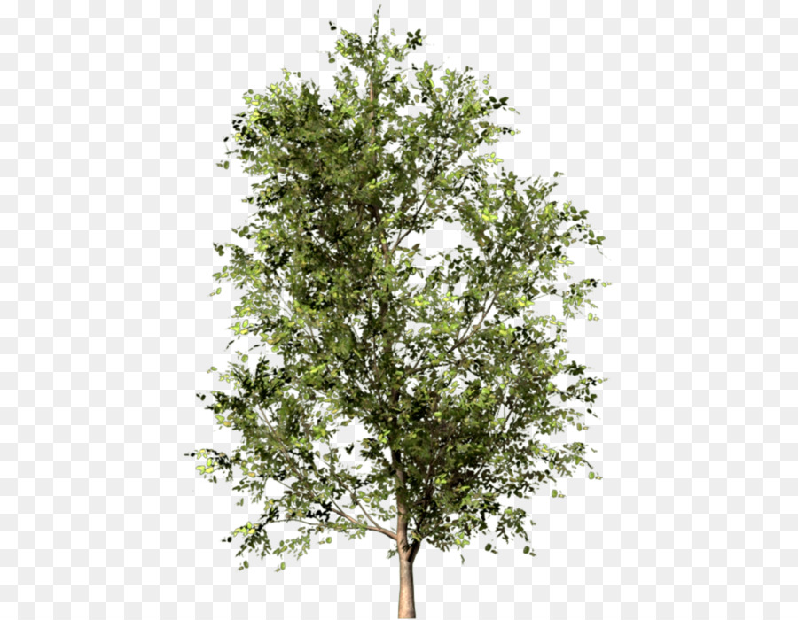 Oak Tree Stock photography Image - tree png download - 490*700 - Free Transparent Oak png Download.