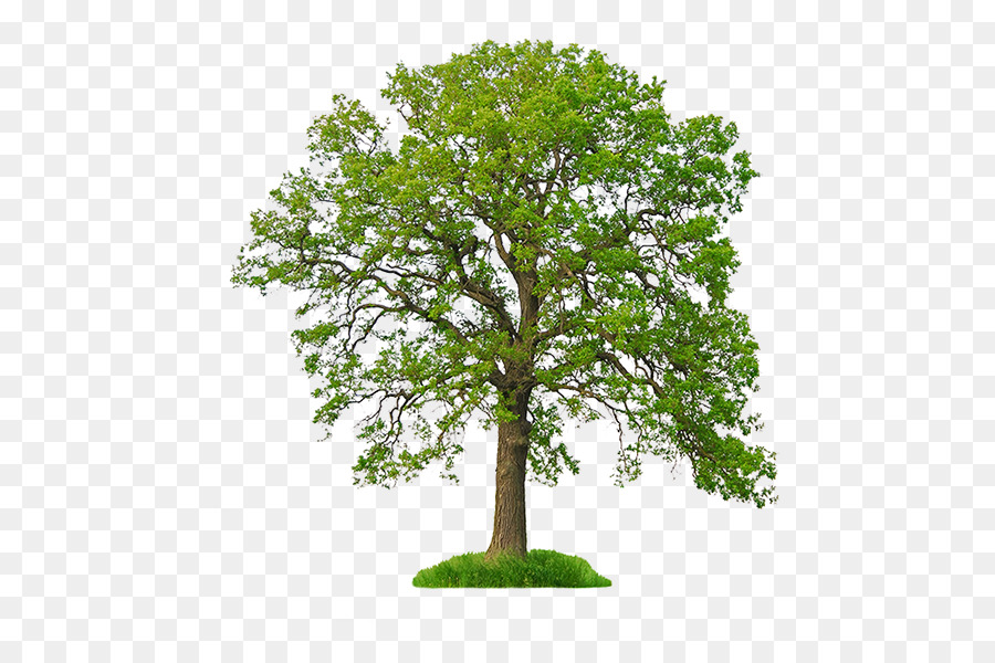 White oak Stock photography Tree Northern Red Oak - tree png download - 512*585 - Free Transparent White Oak png Download.