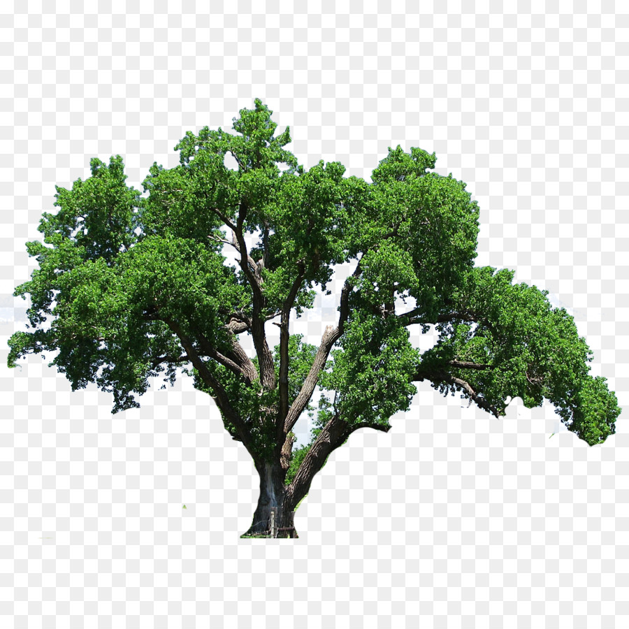 Southern live oak Tree Flowering dogwood Clip art - tree png download - 1228*1228 - Free Transparent Southern Live Oak png Download.