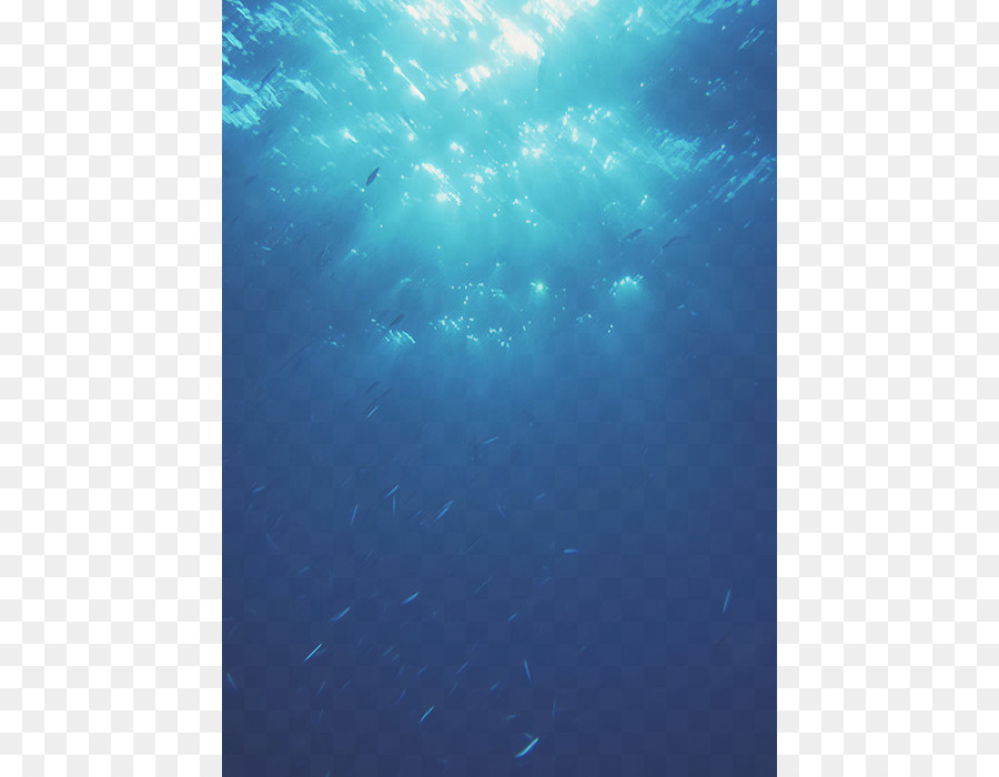 Underwater Marine biology Ocean Marine mammal - sea png download - 500*700 - Free Transparent Underwater png Download.