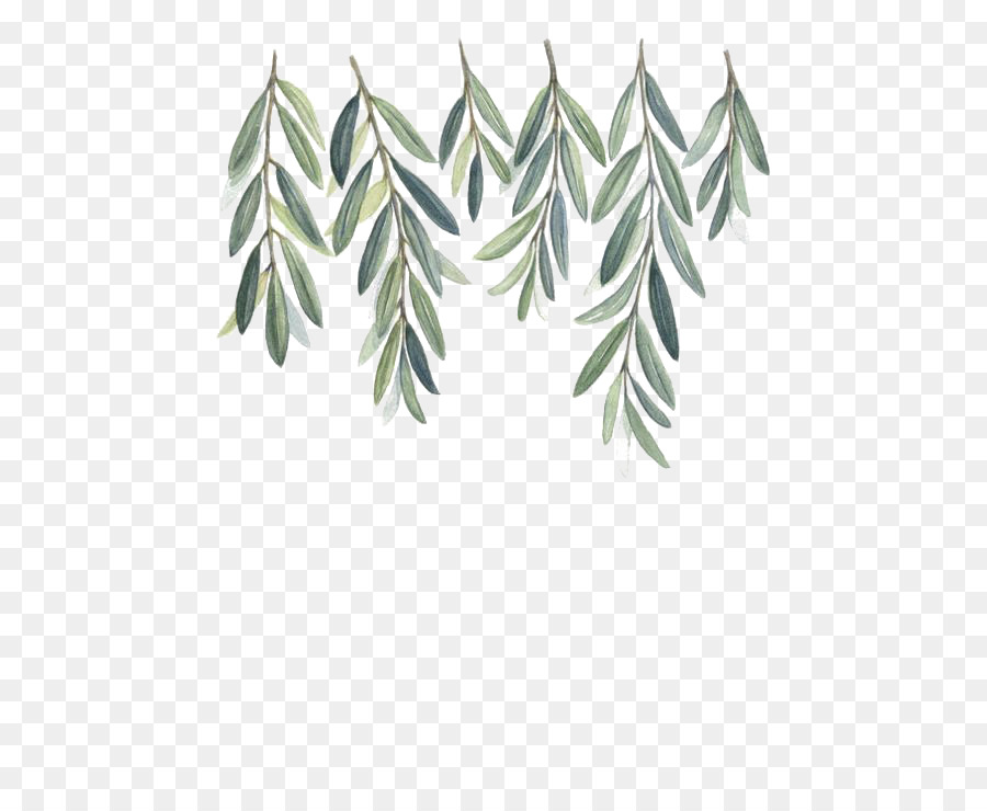 Olive branch Watercolor painting - Willow png download - 564*730 - Free Transparent Olive Branch png Download.