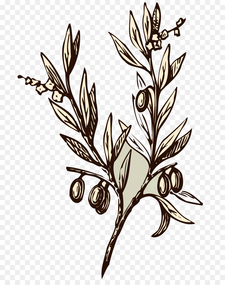 Olive branch Drawing Symbol - almond png download - 804*1136 - Free Transparent Olive Branch png Download.