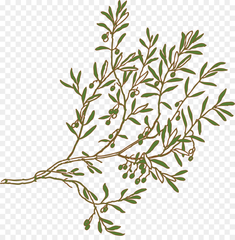 Olive branch Drawing Clip art - olive png download - 1274*1280 - Free Transparent Olive Branch png Download.