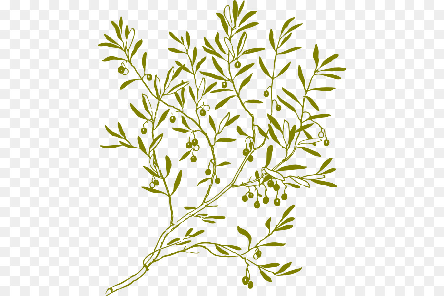 Olive branch Clip art - olive wreath png download - 504*600 - Free Transparent Olive Branch png Download.