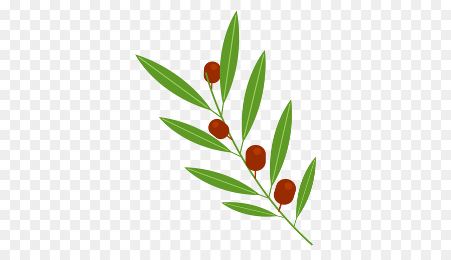 Olive branch - aceituna png download - 512*512 - Free Transparent Olive Branch png Download.