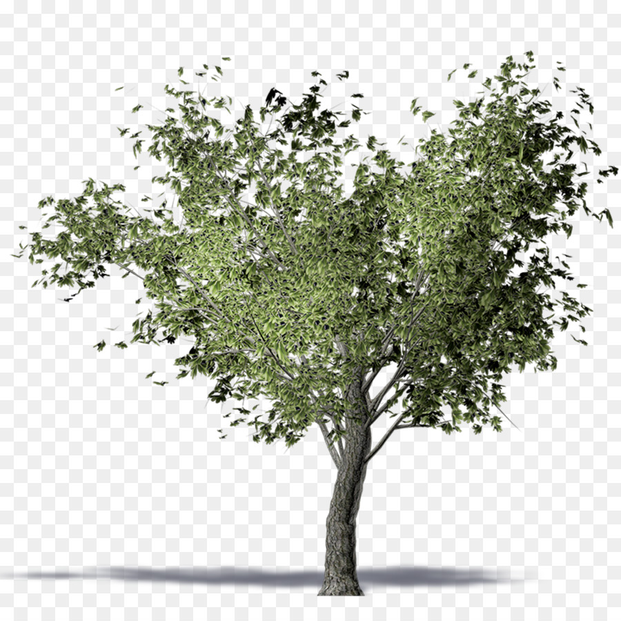 Twig American elm Olive Tree Computer-aided design - olive trees png download - 1000*1000 - Free Transparent Twig png Download.