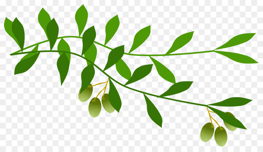 Olive branch Clip art - olives png download - 2400*1379 - Free Transparent Olive Branch png Download.