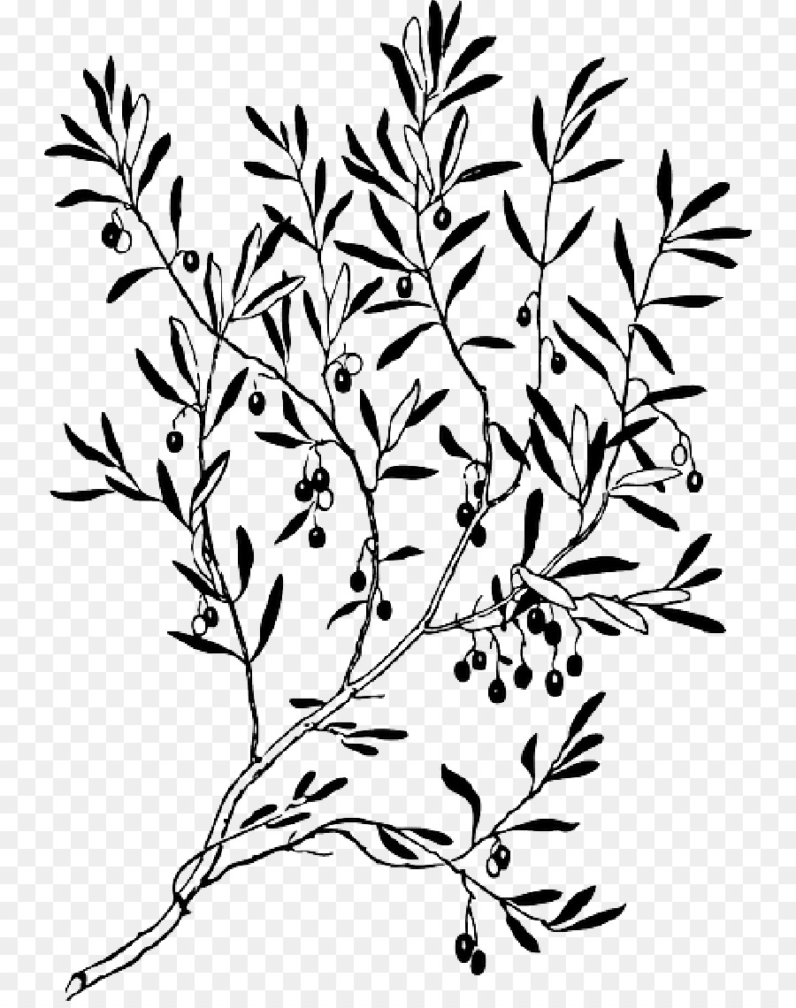 Olive branch Vector graphics Clip art Silhouette - oyster pearl png download - 800*1132 - Free Transparent Olive png Download.