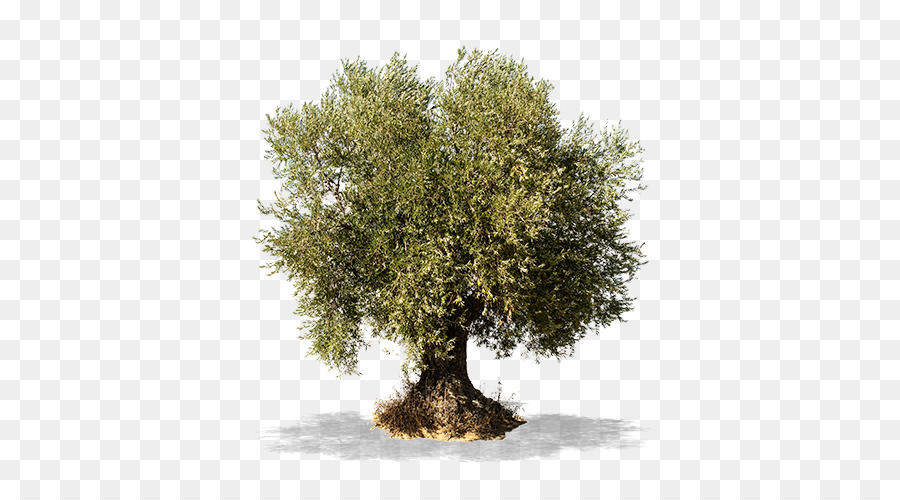 Olive branch Tree Stock photography - olive png download - 500*500 - Free Transparent Olive png Download.