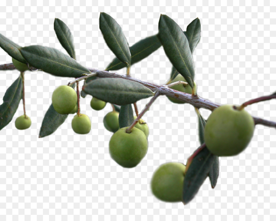 Olive oil Food Olive Garden - Background Olives Transparent png download - 1003*796 - Free Transparent Olive png Download.