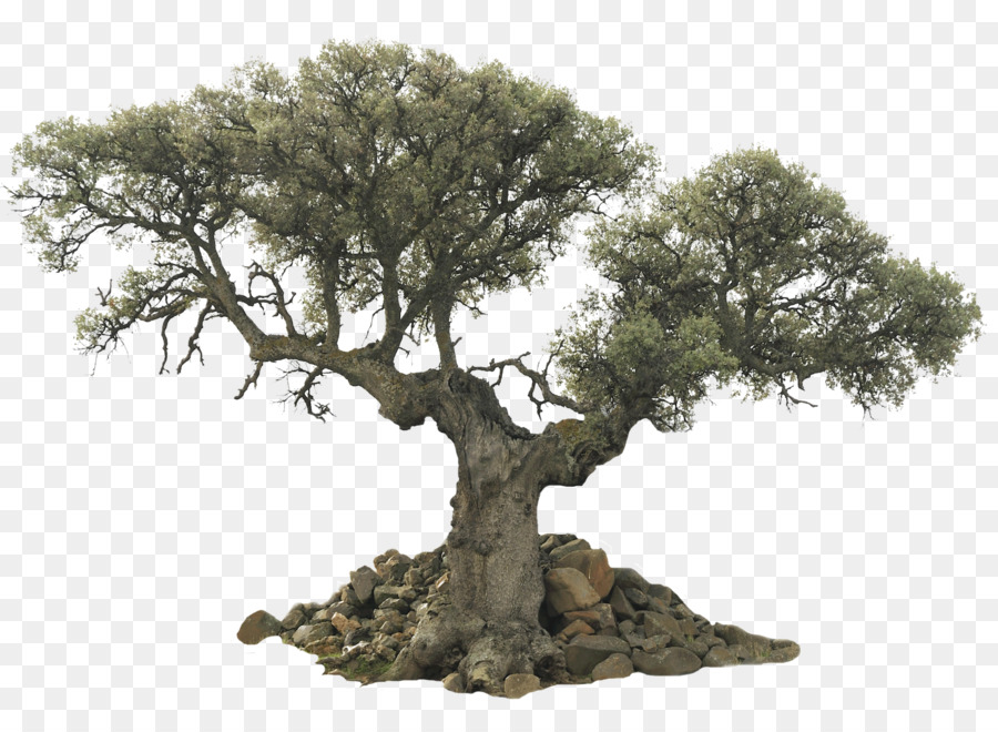 Tree Evergreen Olive Desktop Wallpaper - trees png download - 1600*1139 - Free Transparent Tree png Download.