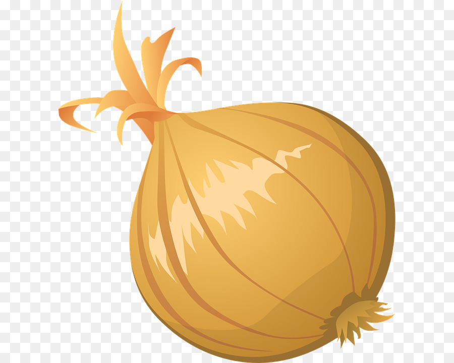 Onion Free content Clip art - Onion Vector PNG Clipart png download - 668*720 - Free Transparent Onion png Download.