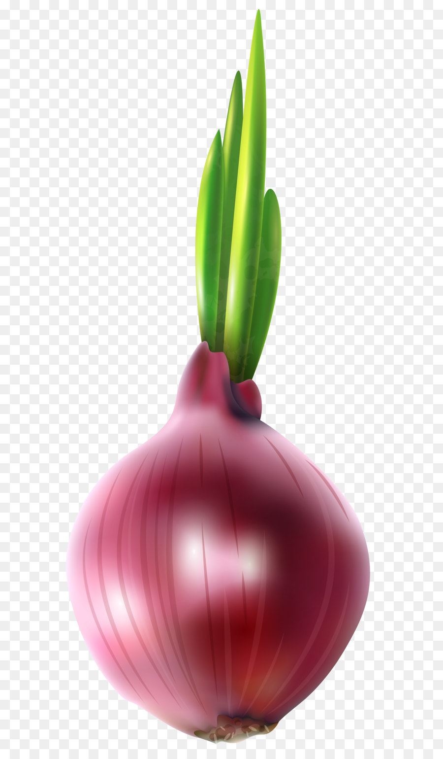 Onion Computer file - Red Onion Free PNG Clip Art Image png download - 3398*8000 - Free Transparent Blooming Onion png Download.