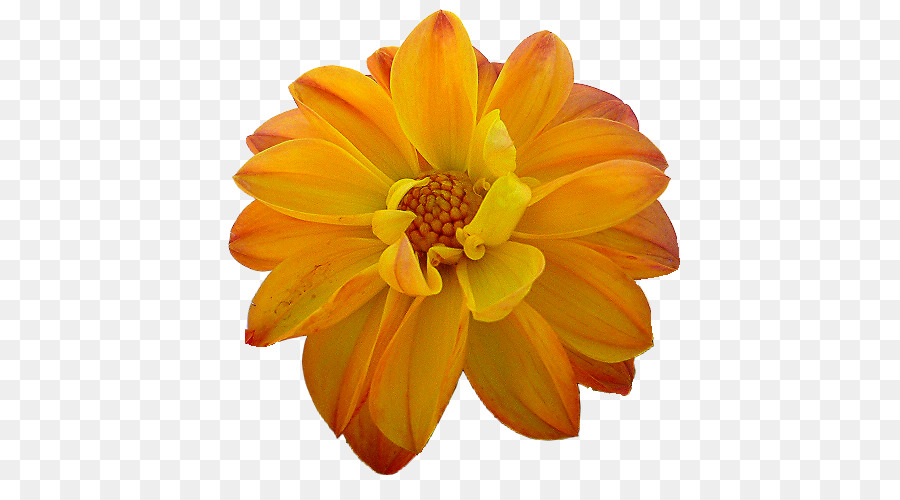 Dahlia Orange Flower Yellow - orange png download - 512*488 - Free Transparent Dahlia png Download.