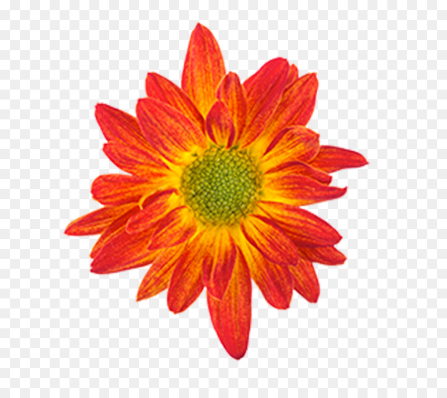 Drawing Orange Flower Color - orange png download - 800*800 - Free Transparent Drawing png Download.