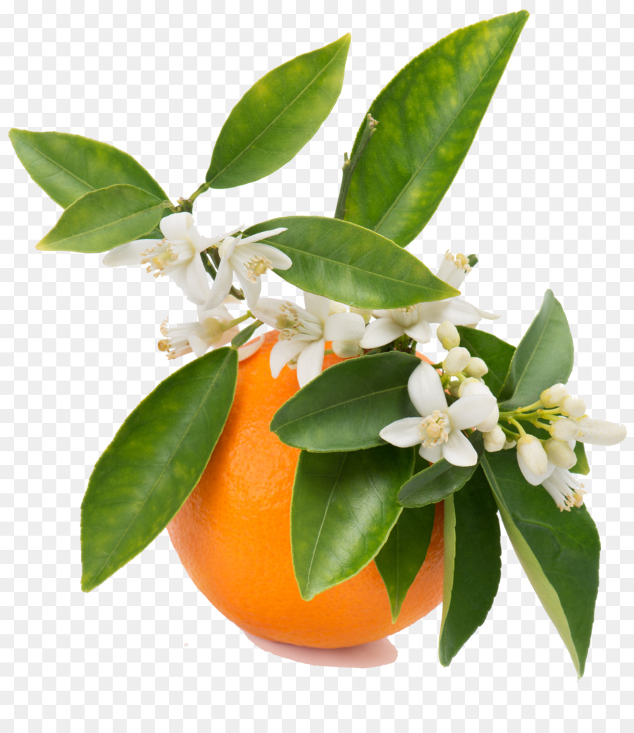 orange blossom clip art