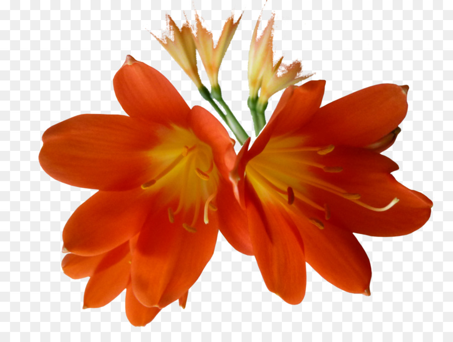 Flower Clivia Lilium - orange flower png download - 1024*768 - Free Transparent Flower png Download.