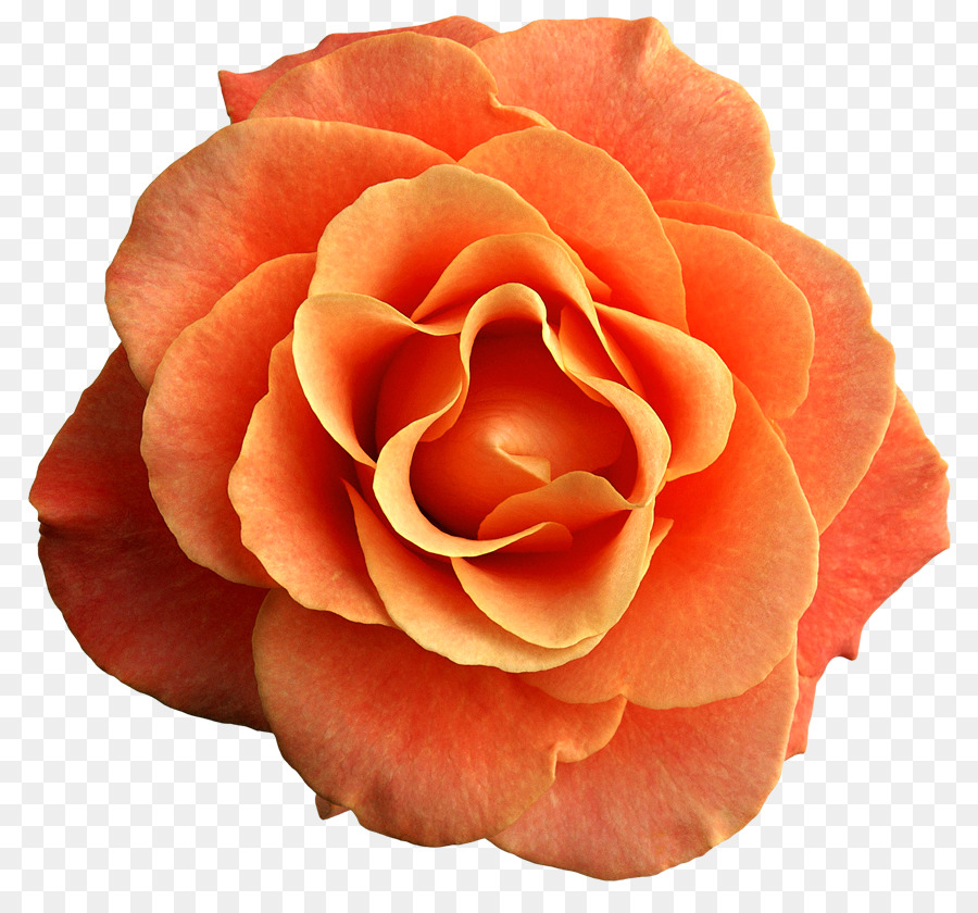 Rose Orange Flower Clip art - orange flower png download - 884*829 - Free Transparent Rose png Download.