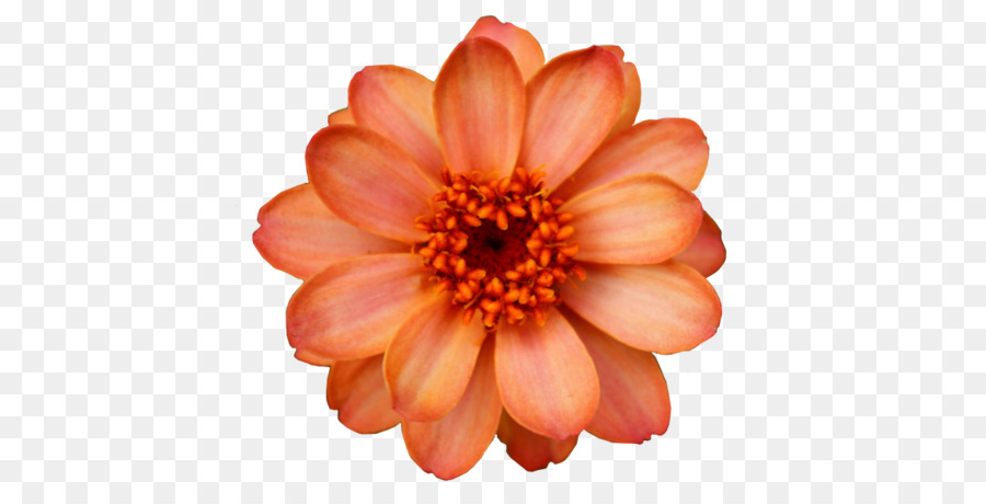 Flower Orange blossom Clip art - flower png download - 500*452 - Free Transparent Flower png Download.