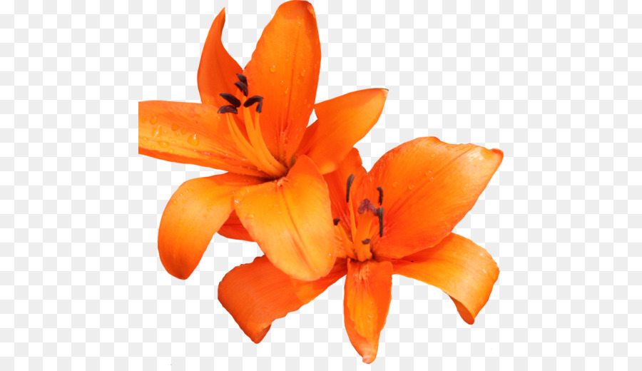 Orange lily Tiger lily Orange day-lily Flower Clip art - flower png download - 512*512 - Free Transparent Orange Lily png Download.