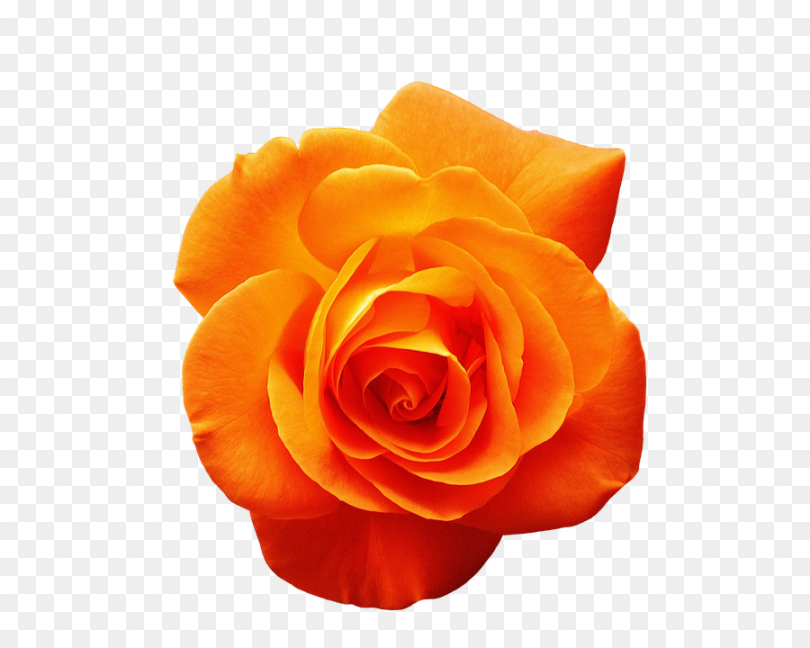 Garden roses Orange Flower Red - rose png download - 660*720 - Free Transparent Rose png Download.