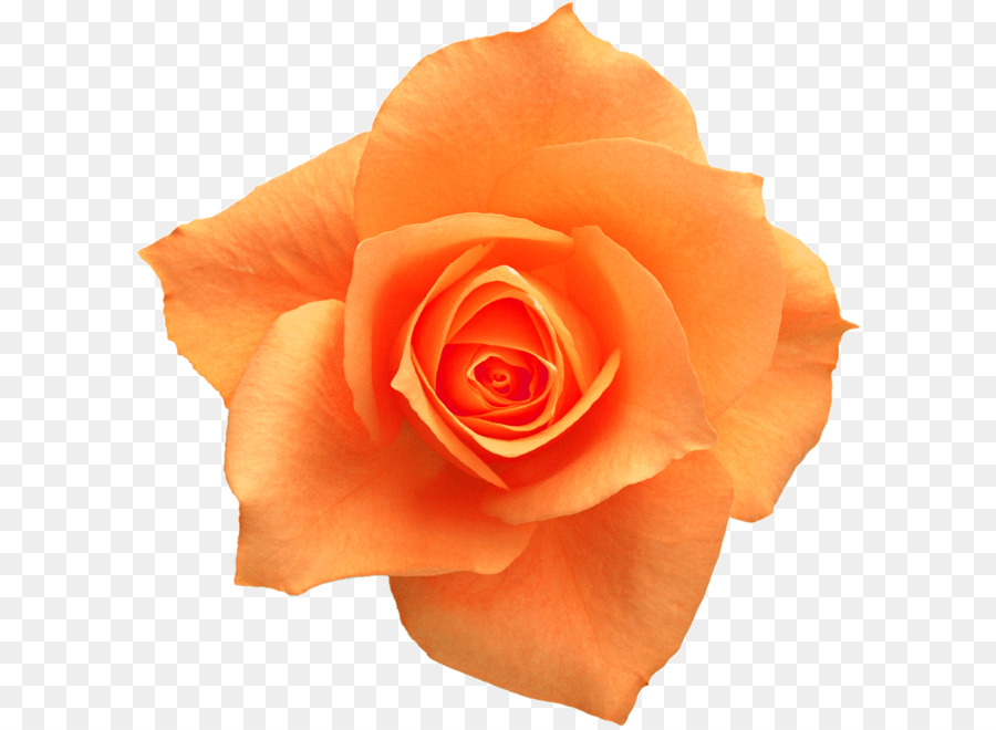 Rose Yellow Flower Clip art - Orange roses png download - 658*658 - Free Transparent Rose png Download.