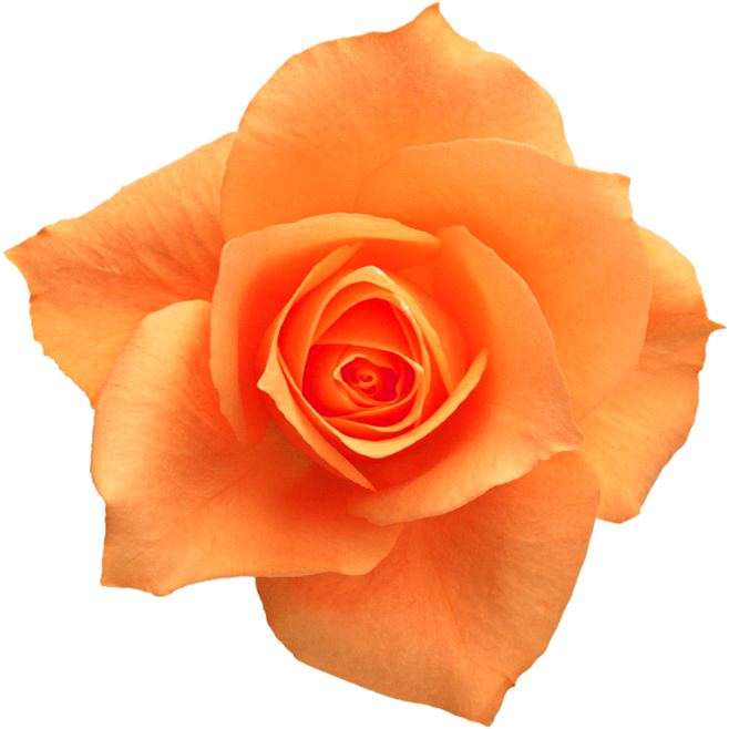 Rose Yellow Flower Clip art - Orange roses png download - 658*658 ...