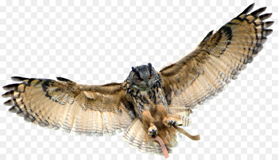 Eurasian eagle-owl Great Horned Owl - Owl Transparent Background png download - 1024*588 - Free Transparent Owl png Download.