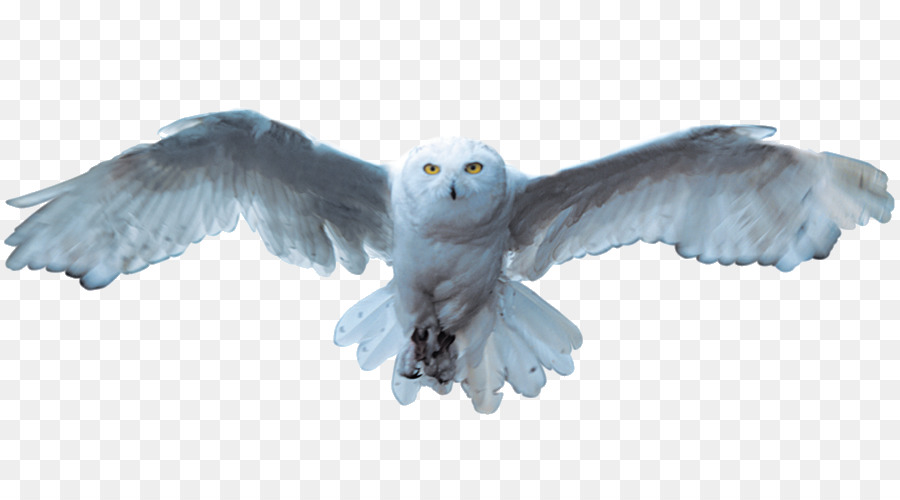 Snowy owl Bird - White Owl png download - 891*500 - Free Transparent Owl png Download.