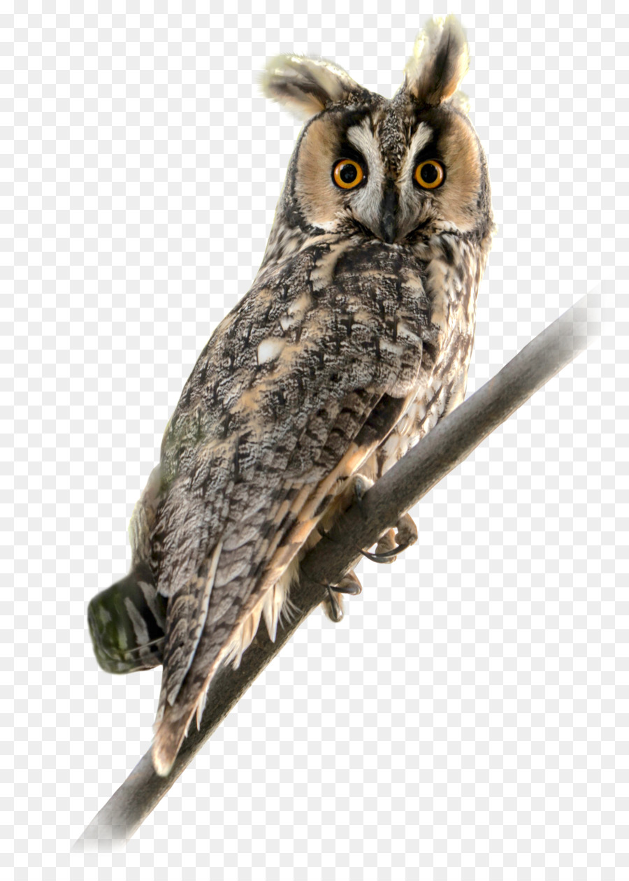 Long-eared Owl Bird of prey Short-eared Owl - owl png download - 3231*4500 - Free Transparent Owl png Download.