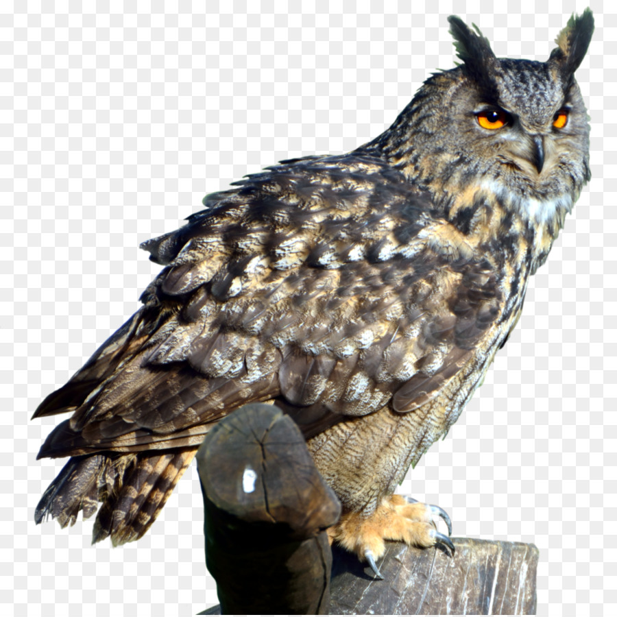 Eurasian eagle-owl Bird Great Horned Owl - Owl Transparent PNG png download - 1024*1021 - Free Transparent Great Horned Owl png Download.