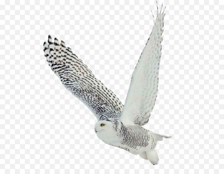 The White Owl Black-and-white Owl Bird Barred Owl Snowy owl - Owl PNG png download - 800*837 - Free Transparent Bird png Download.
