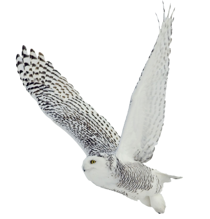 The White Owl Black-and-white Owl Bird Barred Owl Snowy owl - Owl PNG ...