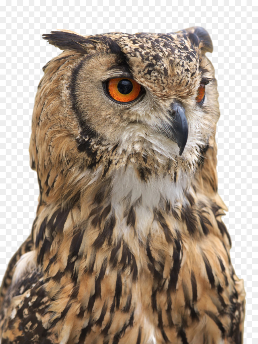 Owl Stock photography Illustration Drawing -  png download - 1774*2364 - Free Transparent Owl png Download.