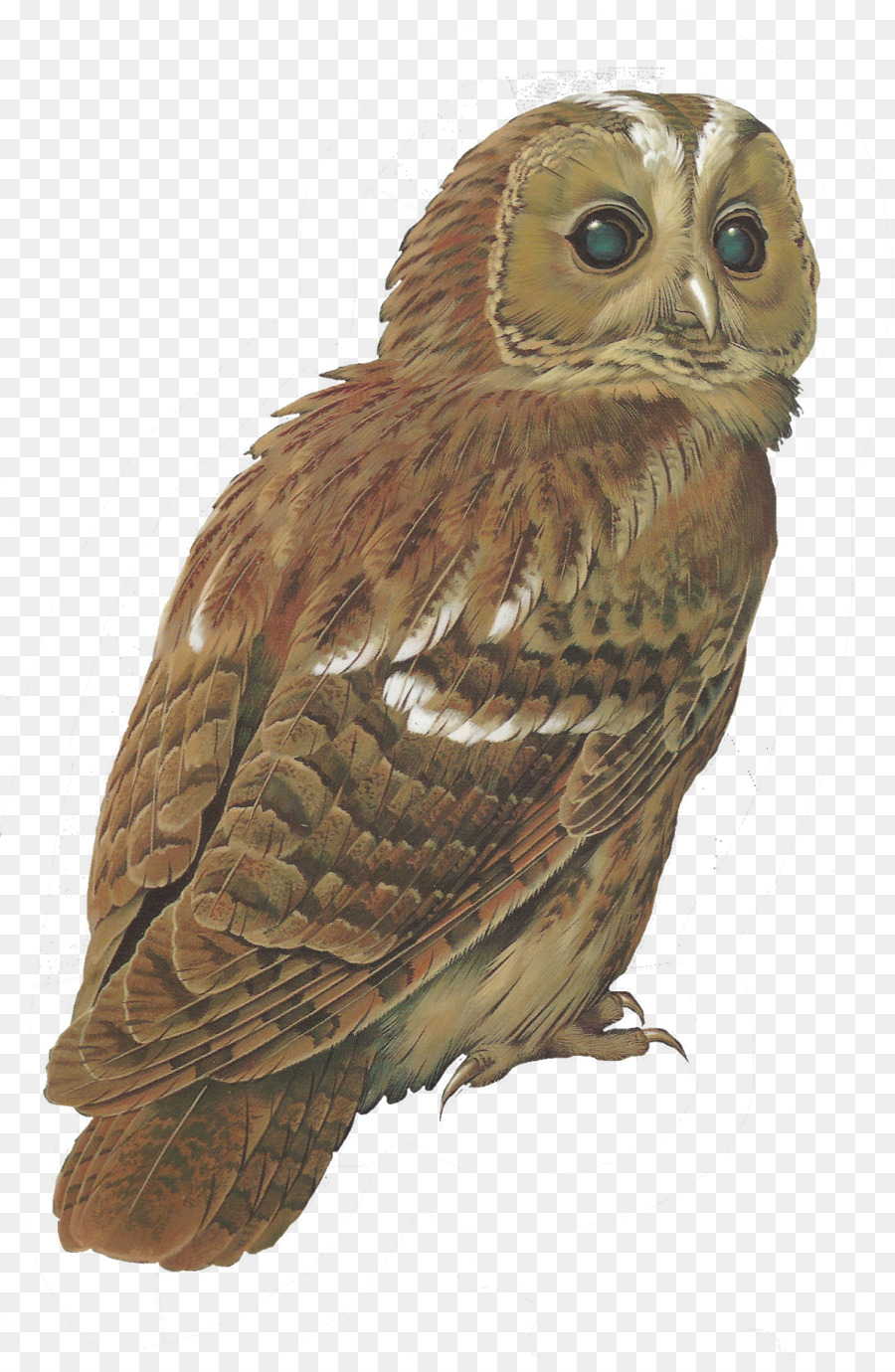 Tawny owl Bird Barred Owl Clip art - owls png download - 1054*1600 - Free Transparent Tawny Owl png Download.