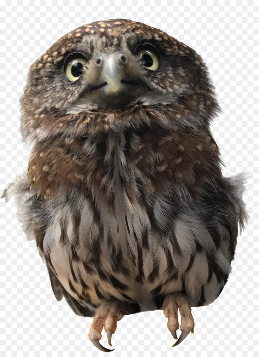 Owl Alaska Raptor Center Bird of prey Hawk - watercolor owl png download - 963*1309 - Free Transparent Owl png Download.