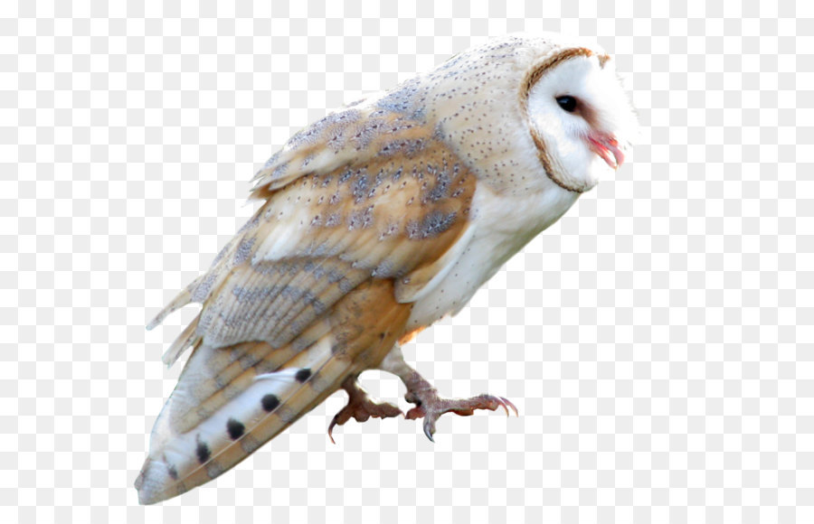 Barn owl True owl Barn-owl - Owl PNG png download - 946*844 - Free Transparent True Owl png Download.