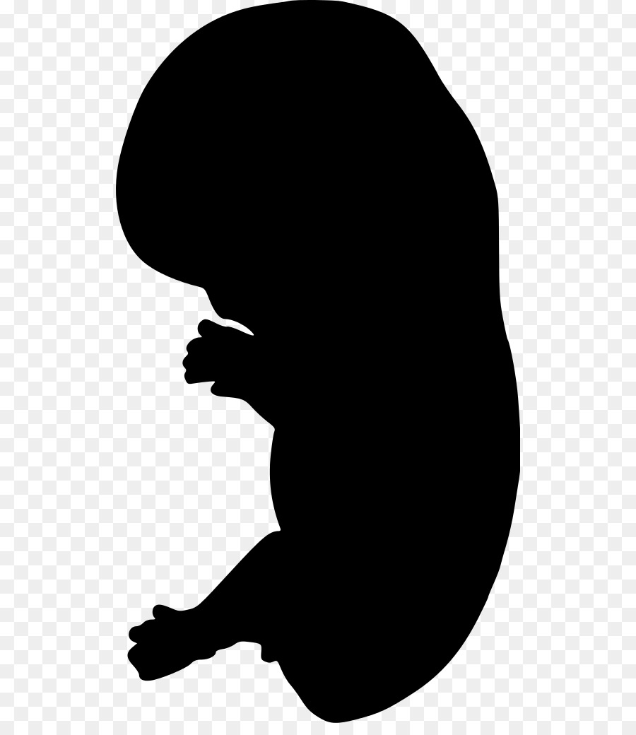 Embryo Silhouette Clip art - Silhouette png download - 572*1023 - Free Transparent Embryo png Download.