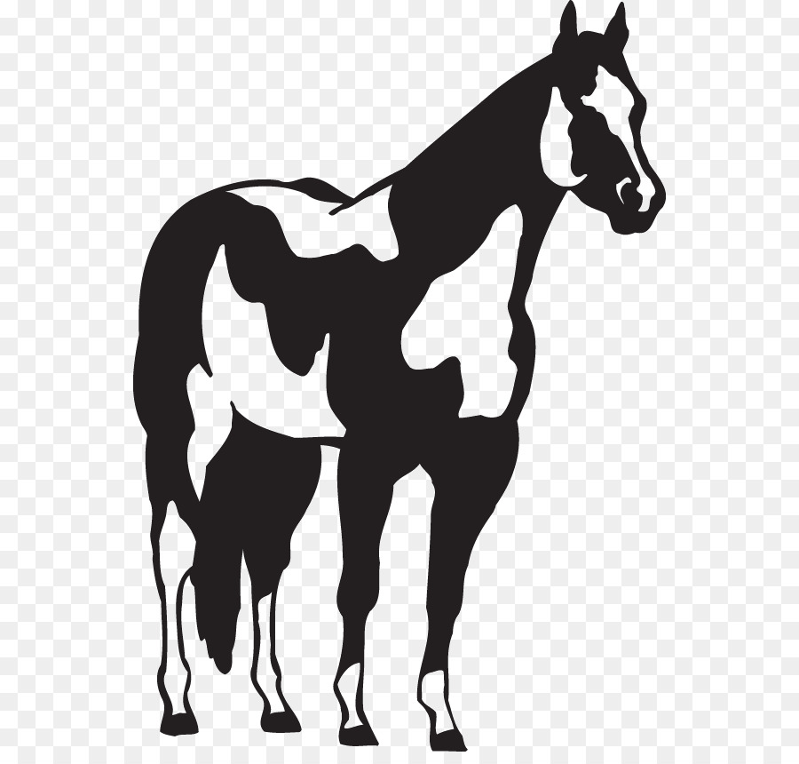American Paint Horse American Quarter Horse Pony Decal Sticker - mustang png download - 600*846 - Free Transparent American Paint Horse png Download.