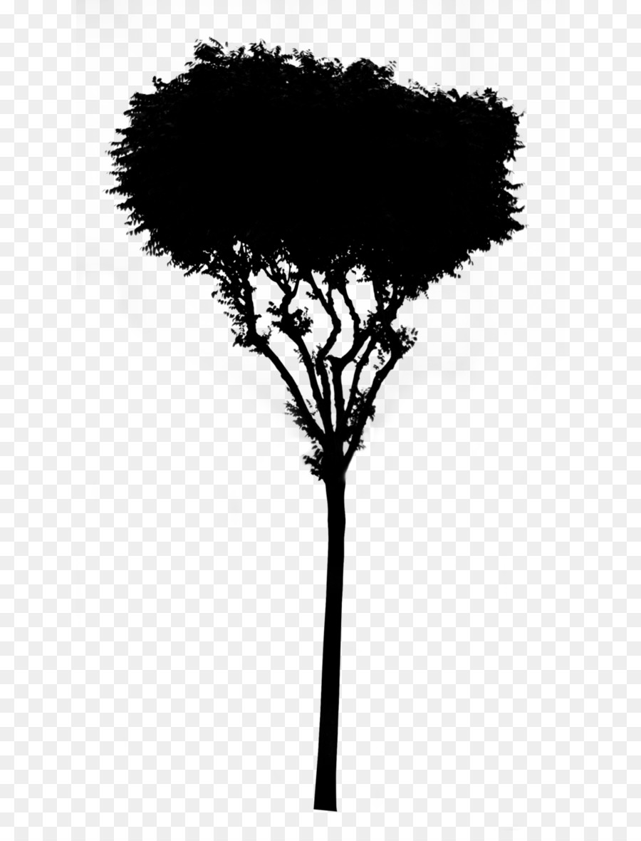 Asian palmyra palm Leaf Silhouette Branching Borassus -  png download - 686*1165 - Free Transparent Asian Palmyra Palm png Download.