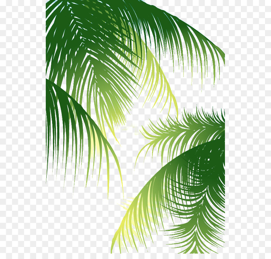 Coconut Arecaceae Euclidean vector - Green palm leaves background png download - 598*844 - Free Transparent Coconut Water png Download.