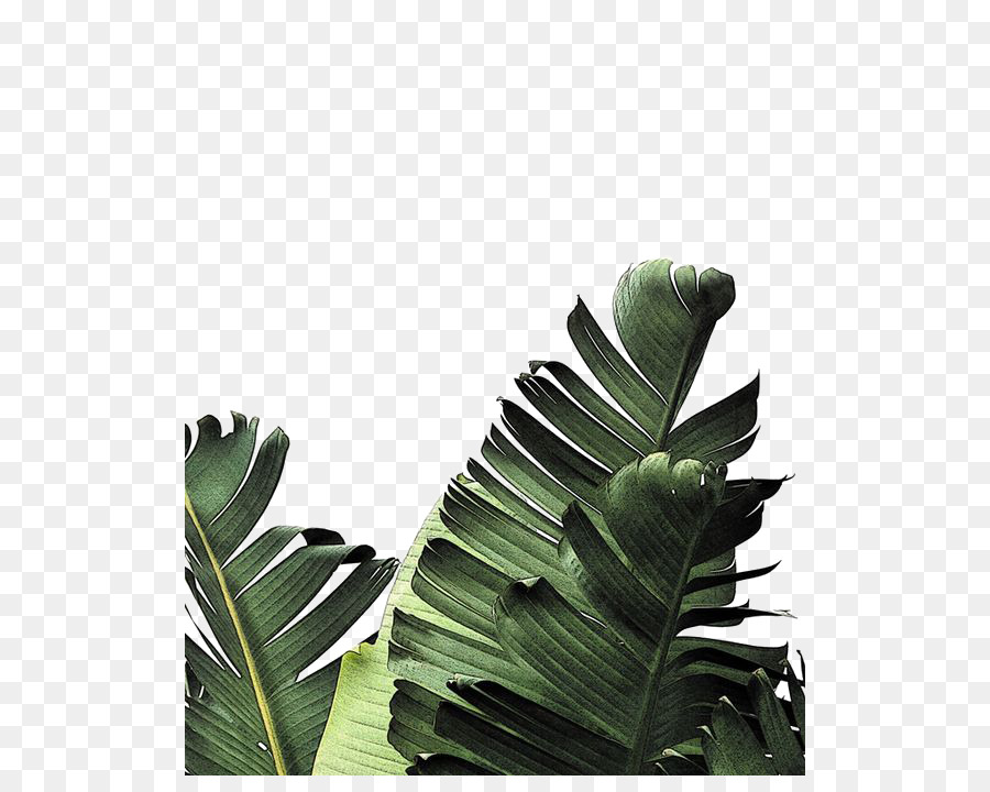 Banana leaf Frond Palm-leaf manuscript - Creative Green Leaves png download - 564*705 - Free Transparent Leaf png Download.