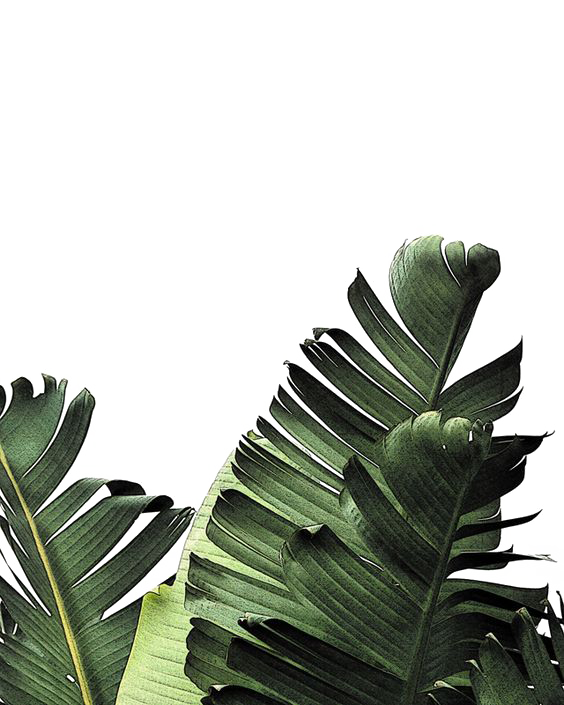 Banana leaf Frond Palm-leaf manuscript - Creative Green Leaves png ...