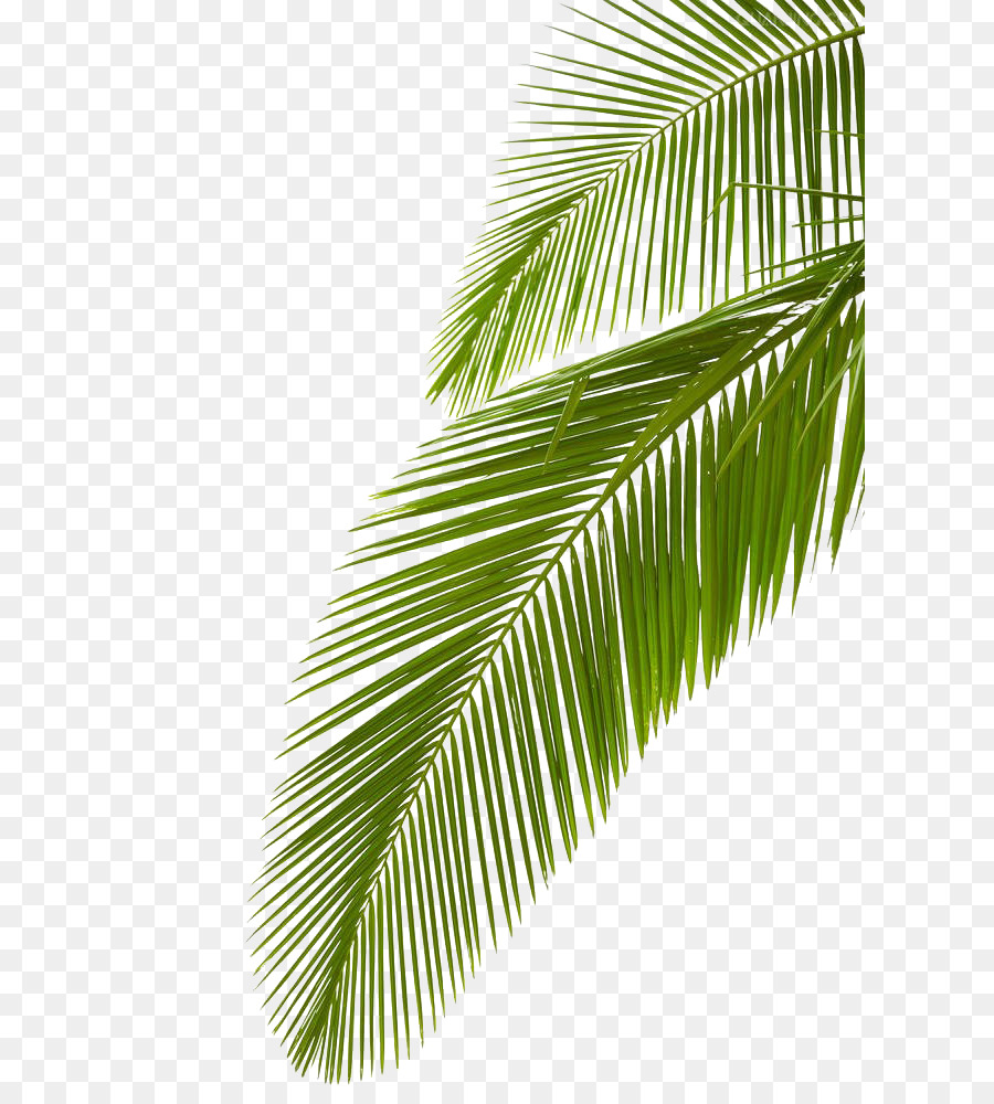 Arecaceae Leaf Stock photography Palm branch Royalty-free - Palm leaf png download - 666*1000 - Free Transparent Arecaceae png Download.