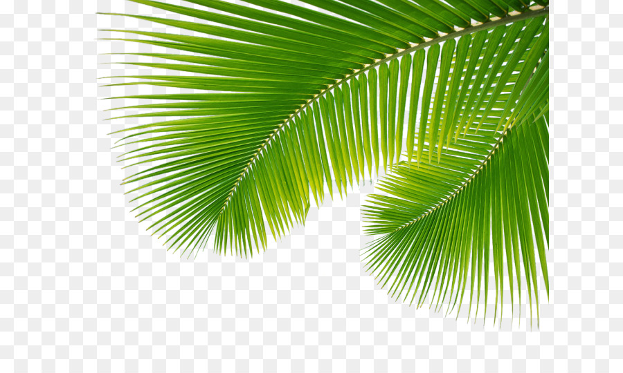 Arecaceae Leaf Palm branch - Palm Leaf, Leaves Png png download - 687* ...
