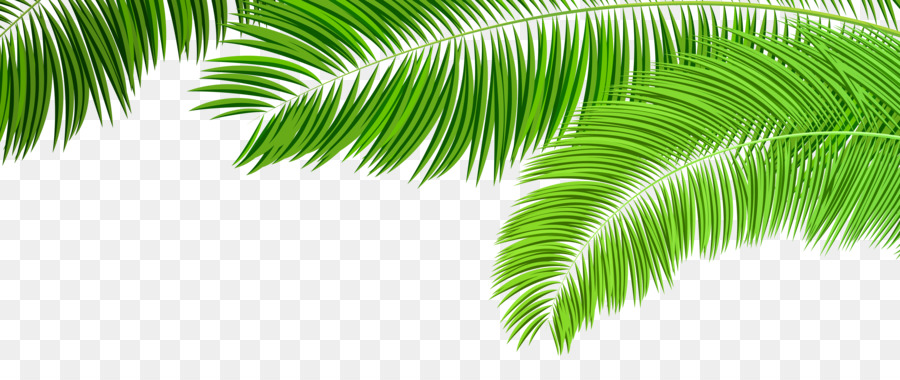 Arecaceae Palm branch Palm-leaf manuscript Clip art - Palm Branches Decoration PNG Clip Art Image png download - 8000*3252 - Free Transparent Arecaceae png Download.