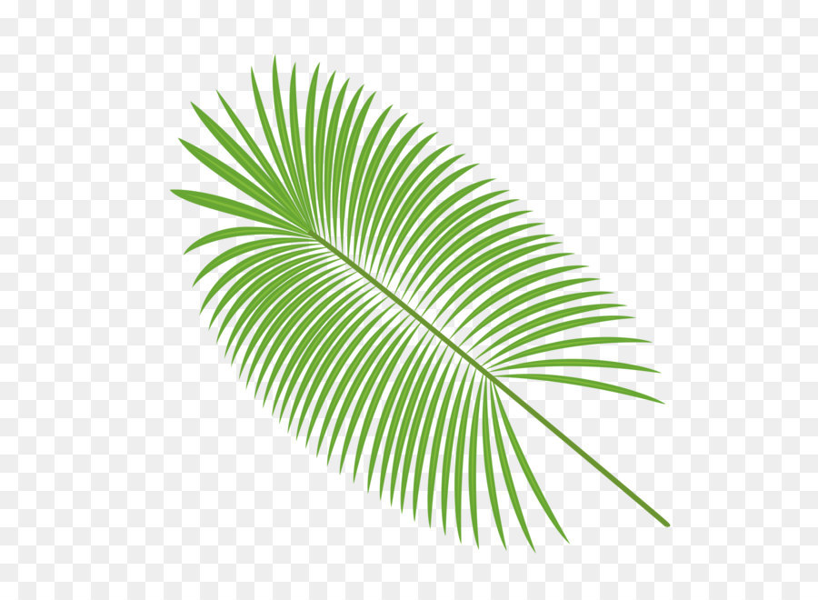 Palm leaves vector material png download - 1400*1400 - Free Transparent Leaf png Download.