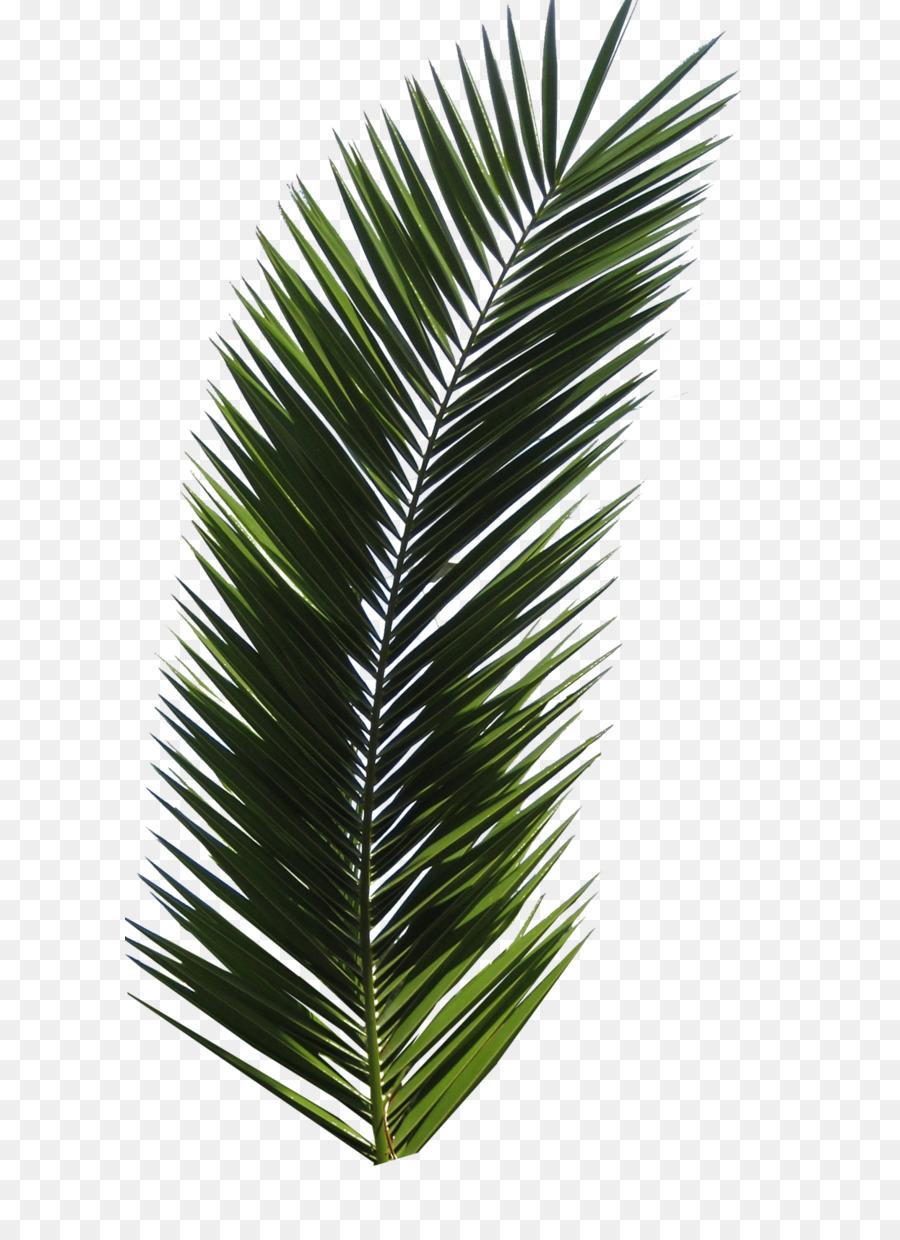 Autumn leaf color Computer file - Palm tree PNG png download - 900*1700 - Free Transparent Arecaceae png Download.